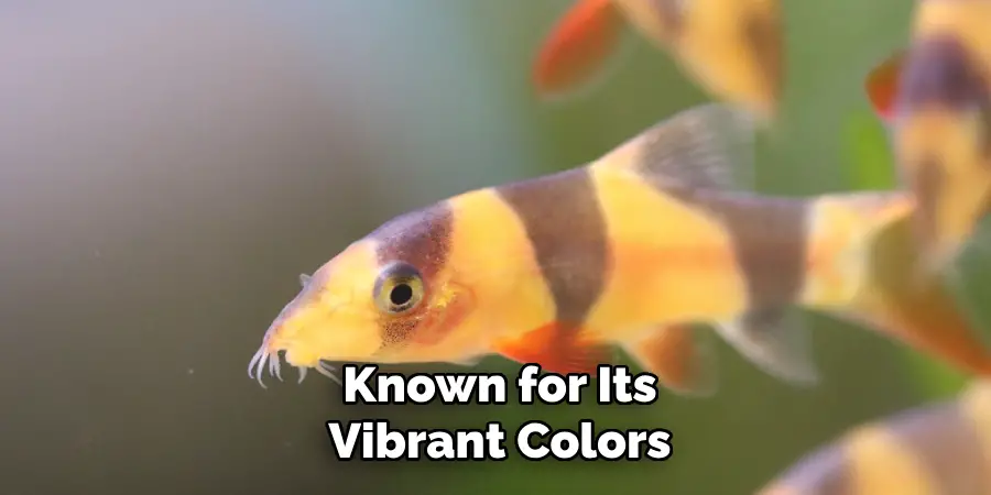 Known for Its Vibrant Colors