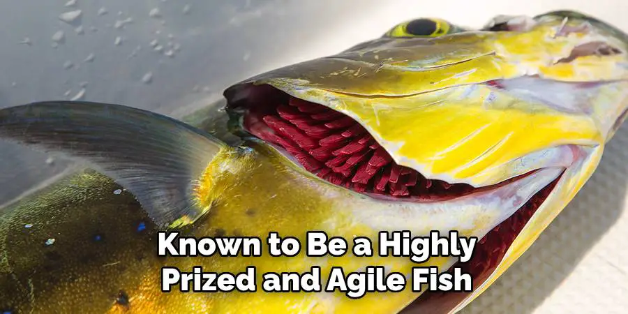 Known to Be a Highly Prized and Agile Fish