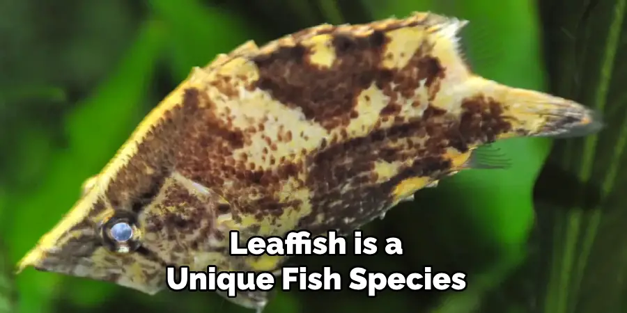 Leaffish is a Unique Fish Species