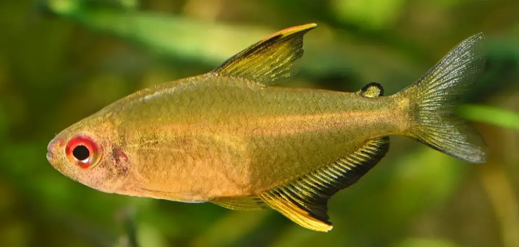 Lemon Tetra Spiritual Meaning