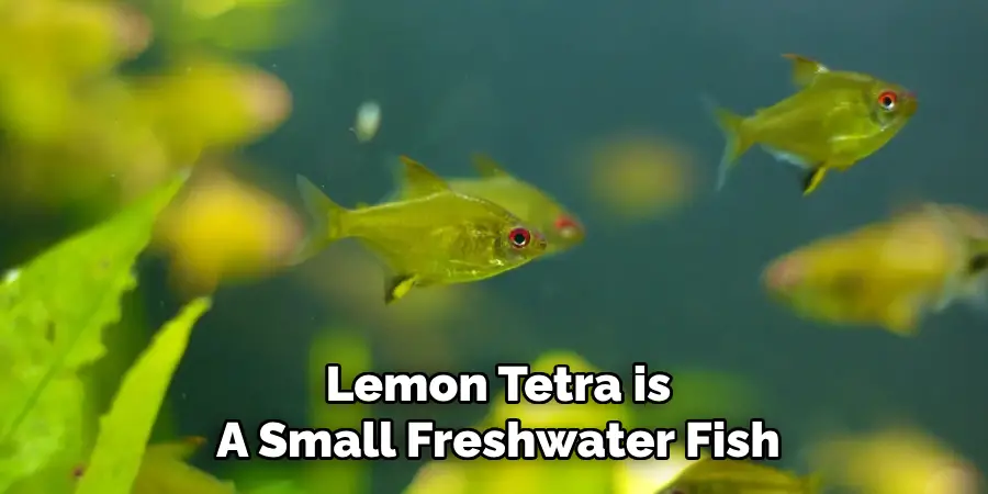 Lemon Tetra is A Small Freshwater Fish