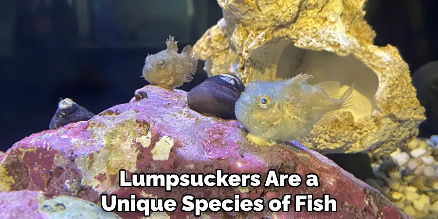 Lumpsuckers Are a Unique Species of Fish