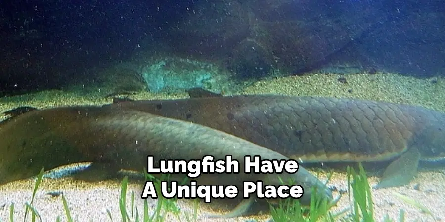 Lungfish Have A Unique Place