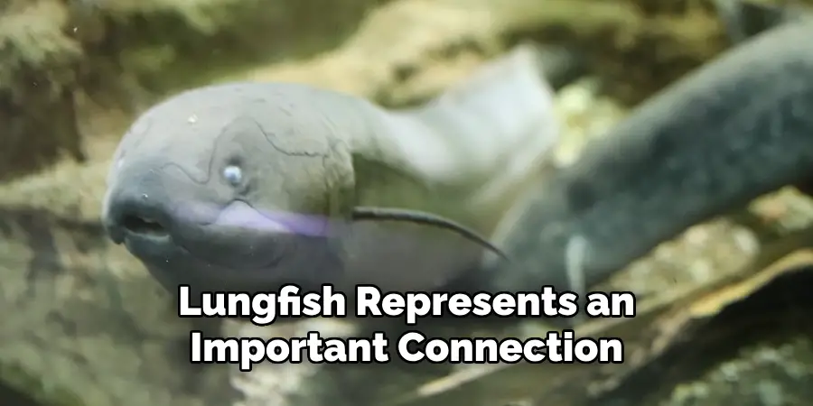 Lungfish Represents an Important Connection