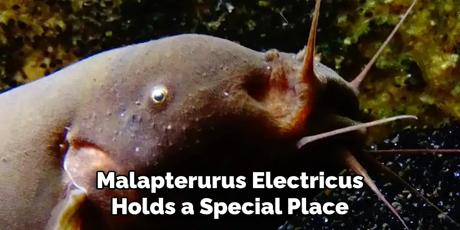 Malapterurus Electricus Holds a Special Place