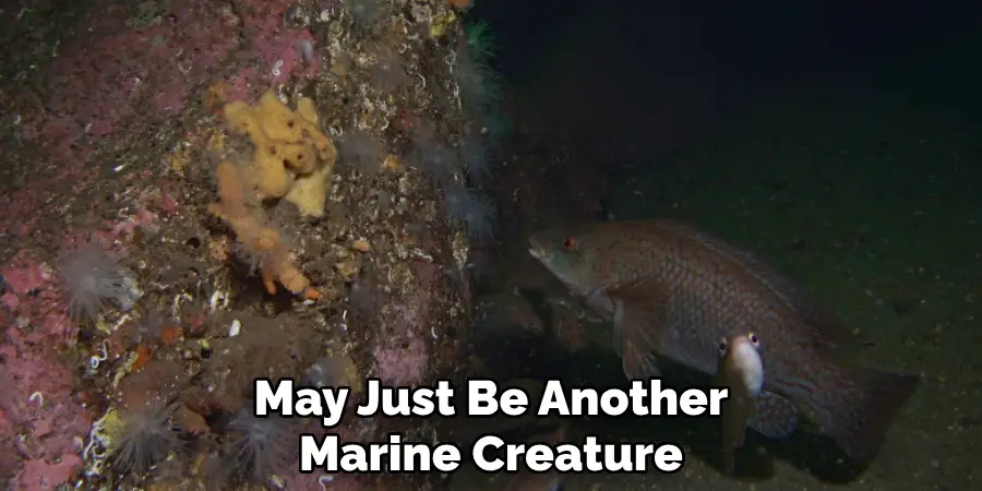 May Just Be Another Marine Creature