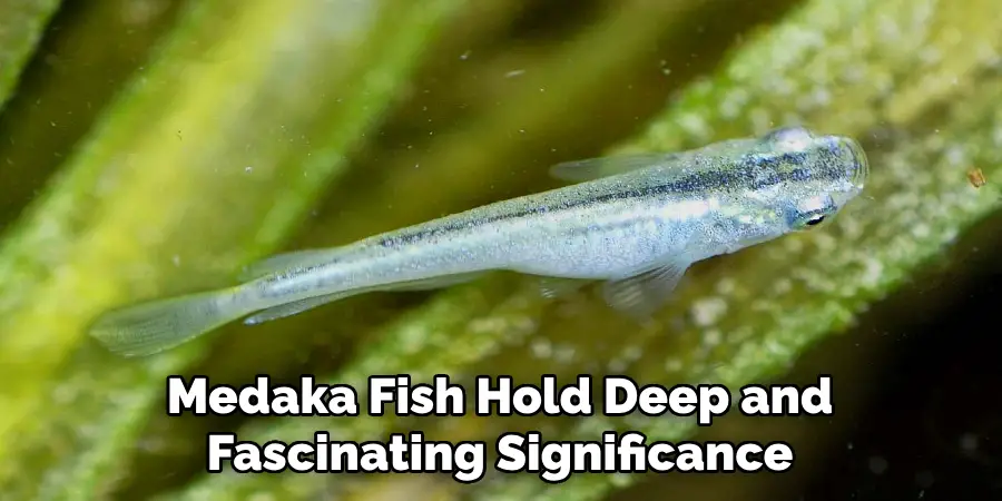 Medaka Fish Hold Deep and Fascinating Significance