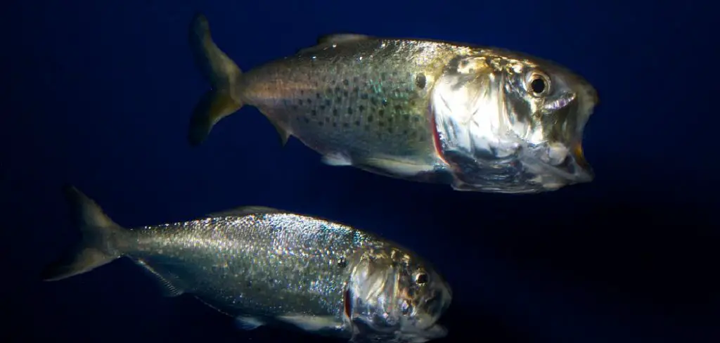 Menhaden Spiritual Meaning