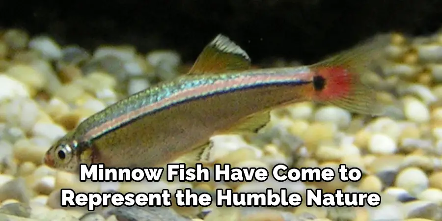 Minnow Fish Have Come to Represent the Humble Nature