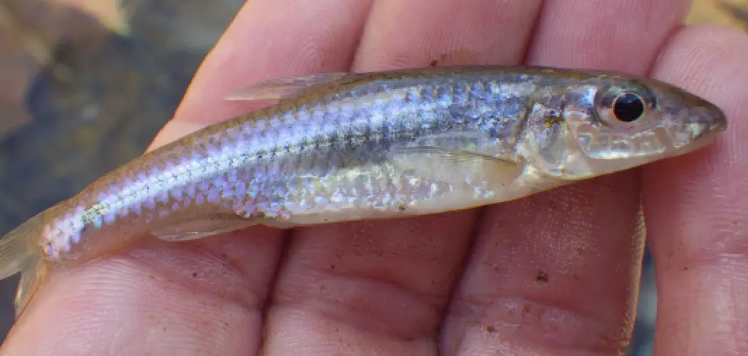 Minnow Spiritual Meaning