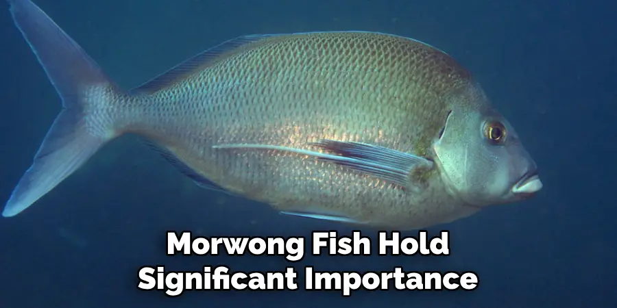 Morwong Fish Hold Significant Importance