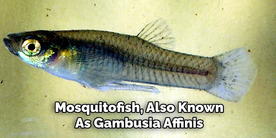 Mosquitofish, Also Known As Gambusia Affinis