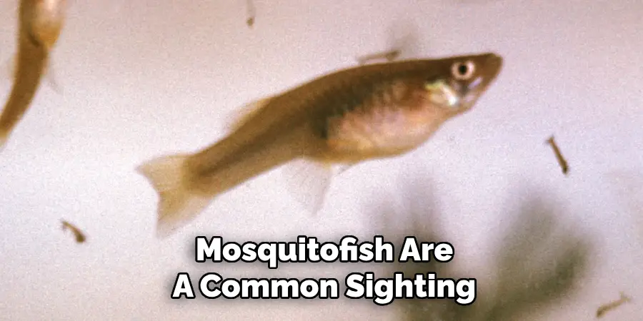 Mosquitofish Are A Common Sighting