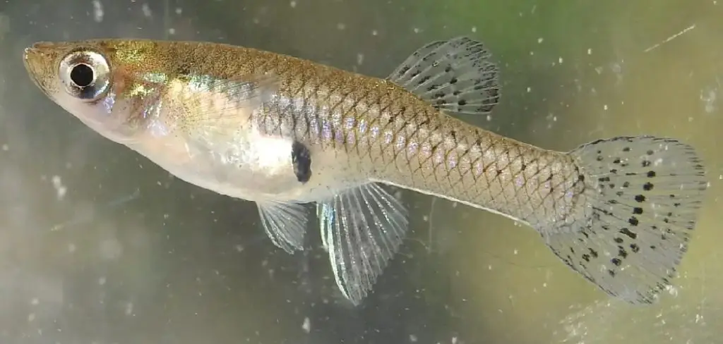 Mosquitofish Spiritual Meaning