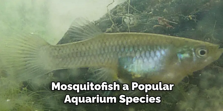 Mosquitofish, a Popular Aquarium Species