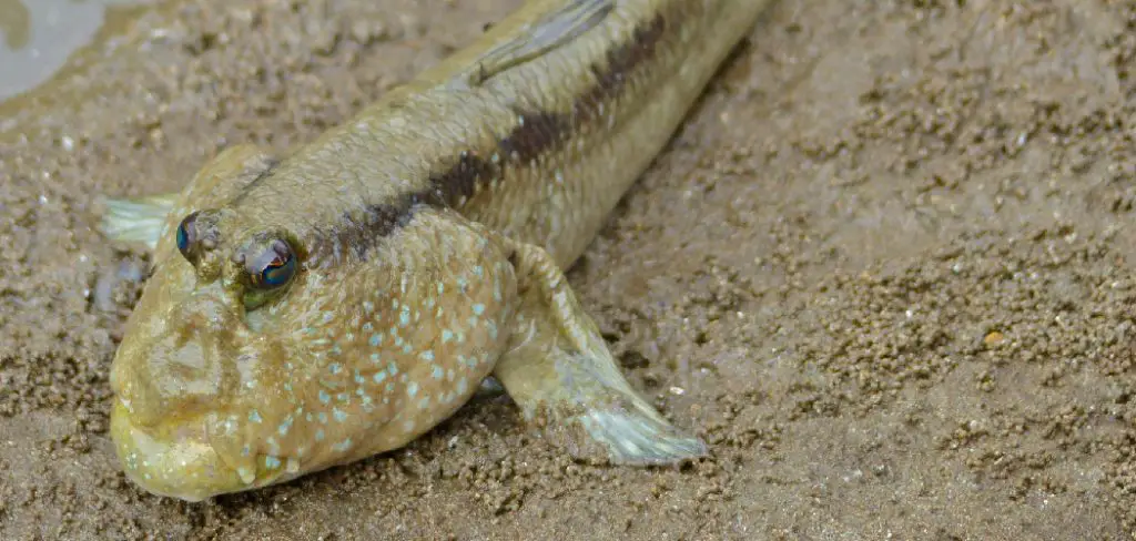 Mudskipper Spiritual Meaning