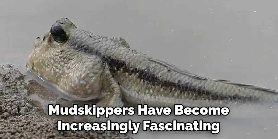 Mudskippers Have Become Increasingly Fascinating