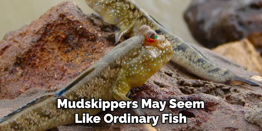 Mudskippers May Seem Like Ordinary Fish