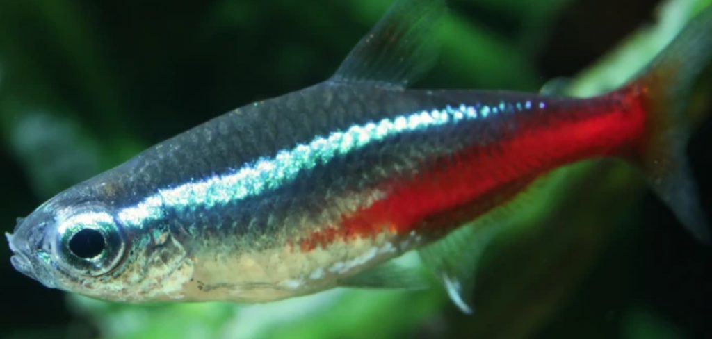 Neon Tetra Spiritual Meaning