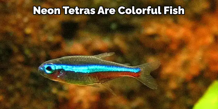 Neon Tetras Are Colorful Fish