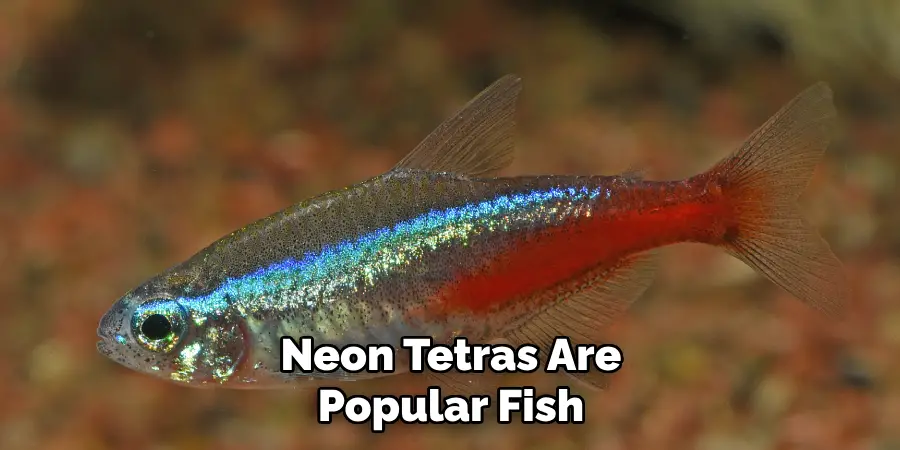 Neon Tetras Are Popular Fish