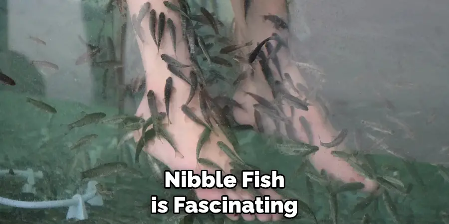 Nibble Fish is Fascinating