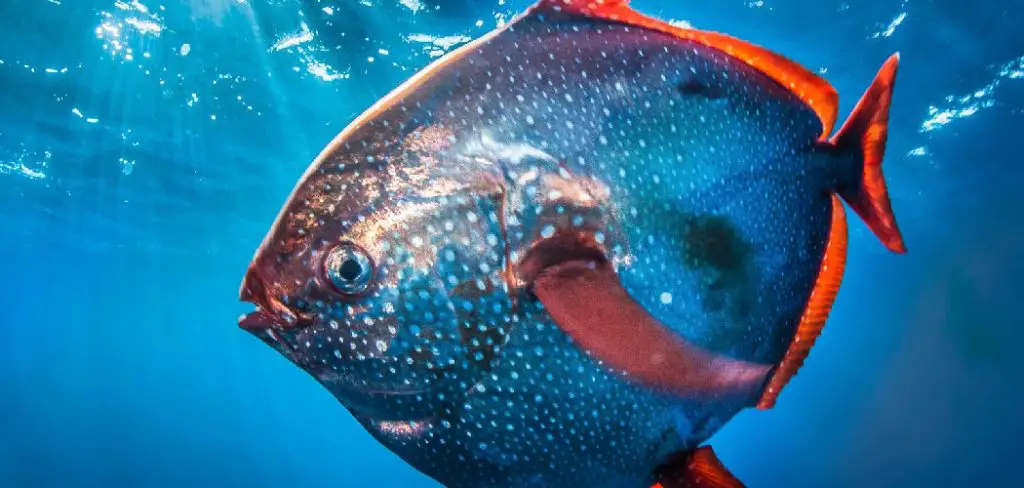 Opah Spiritual Meaning