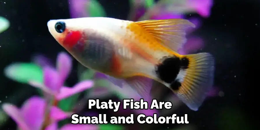 Platy Fish Are Small and Colorful