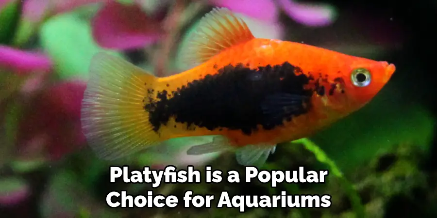 Platyfish is a Popular Choice for Aquariums