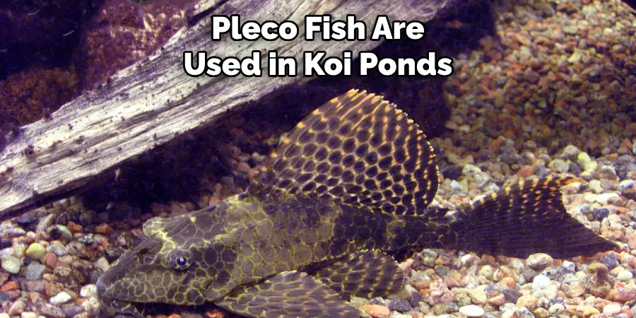 Pleco Fish Are Used in Koi Ponds