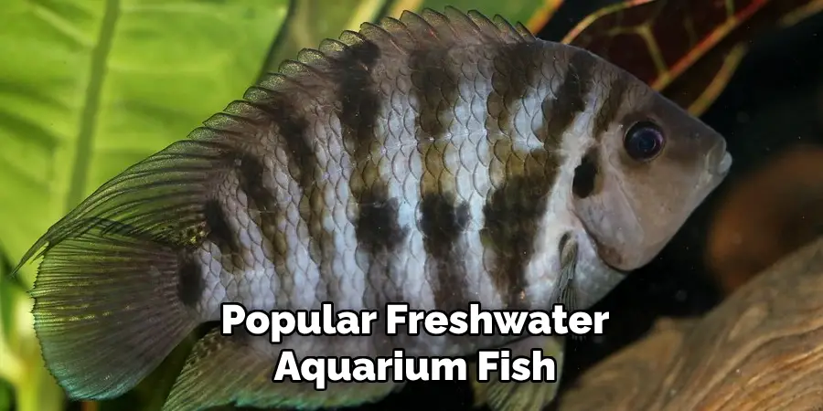 Popular Freshwater Aquarium Fish