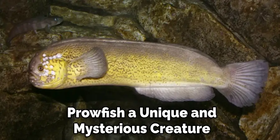 Prowfish a Unique and Mysterious Creature