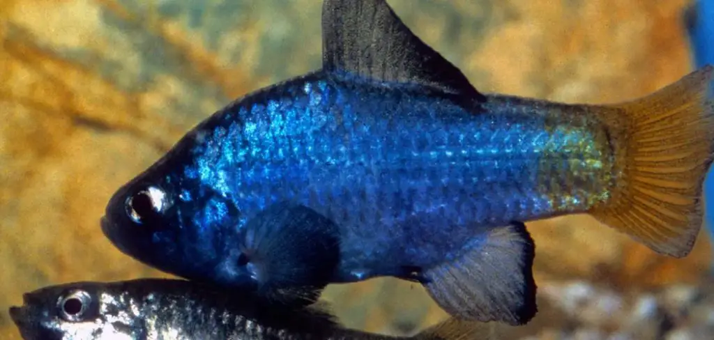 Pupfish Spiritual Meaning