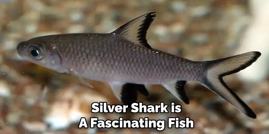 Silver Shark is A Fascinating Fish