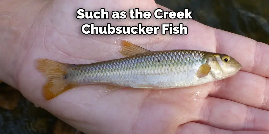 Such as the Creek Chubsucker Fish