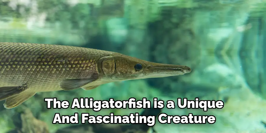 The Alligatorfish is a Unique And Fascinating Creature