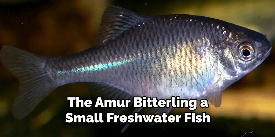 The Amur Bitterling, a Small Freshwater Fish