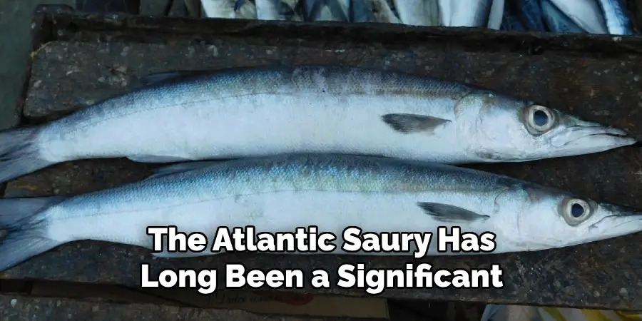 The Atlantic Saury Has Long Been a Significant