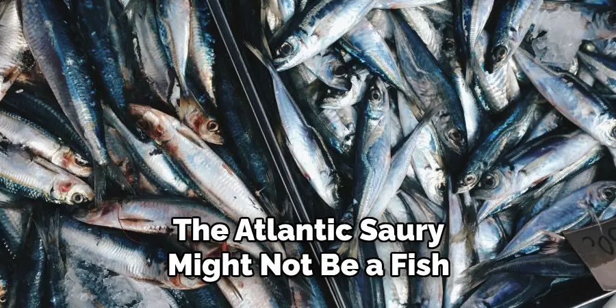 The Atlantic Saury Might Not Be a Fish