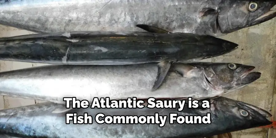 The Atlantic Saury is a Fish Commonly Found