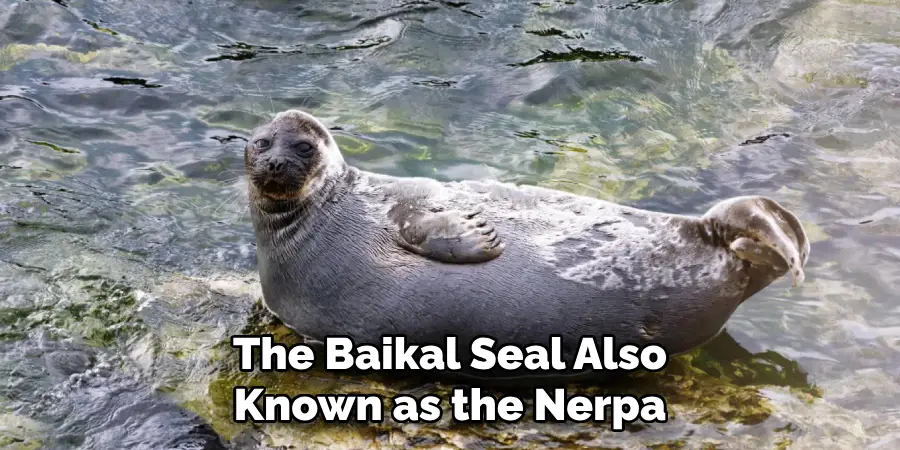 The Baikal Seal Also Known as the Nerpa