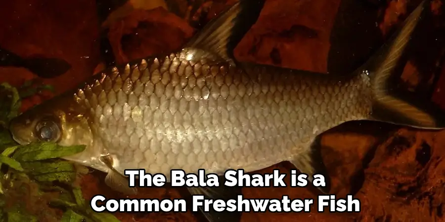 The Bala Shark is a Common Freshwater Fish