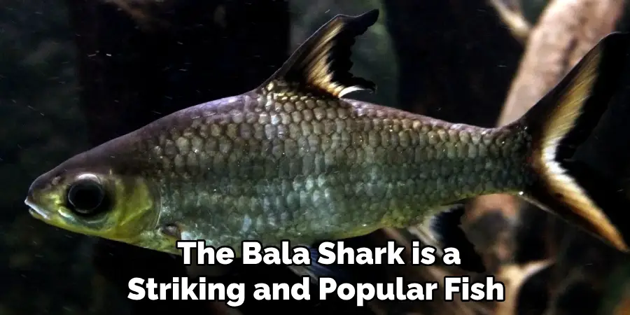 The Bala Shark is a Striking and Popular Fish