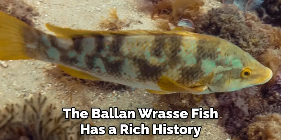 The Ballan Wrasse Fish Has a Rich History