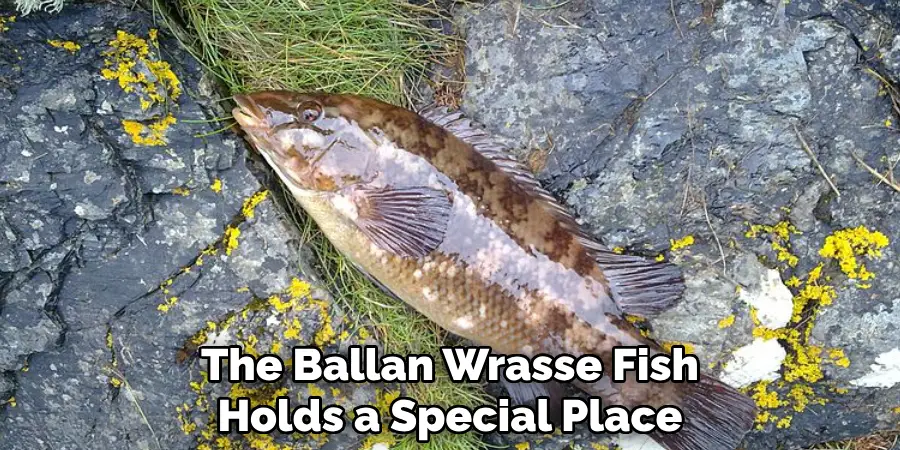 The Ballan Wrasse Fish Holds a Special Place