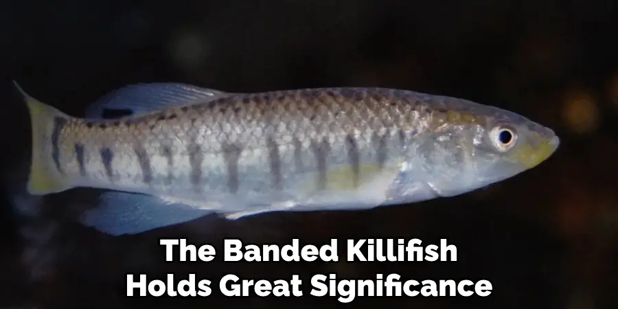 The Banded Killifish Holds Great Significance