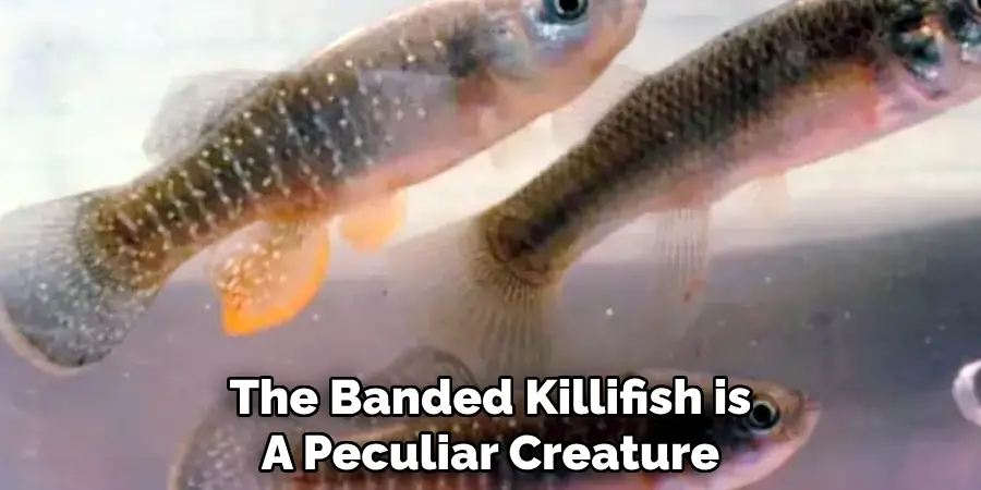 The Banded Killifish is A Peculiar Creature