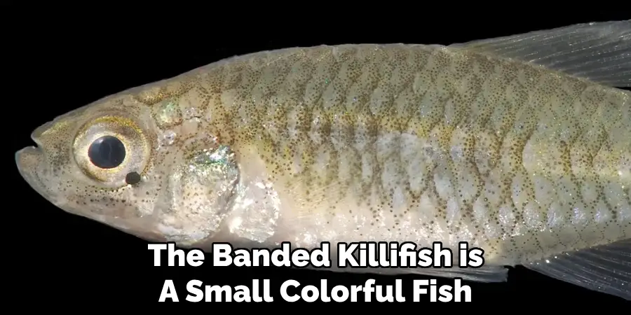 The Banded Killifish is A Small Colorful Fish