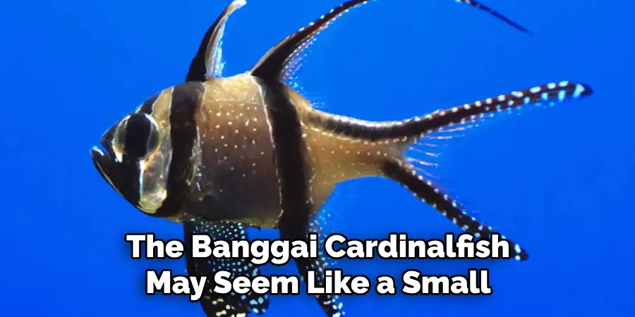 The Banggai Cardinalfish May Seem Like a Small