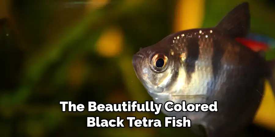 The Beautifully Colored Black Tetra Fish